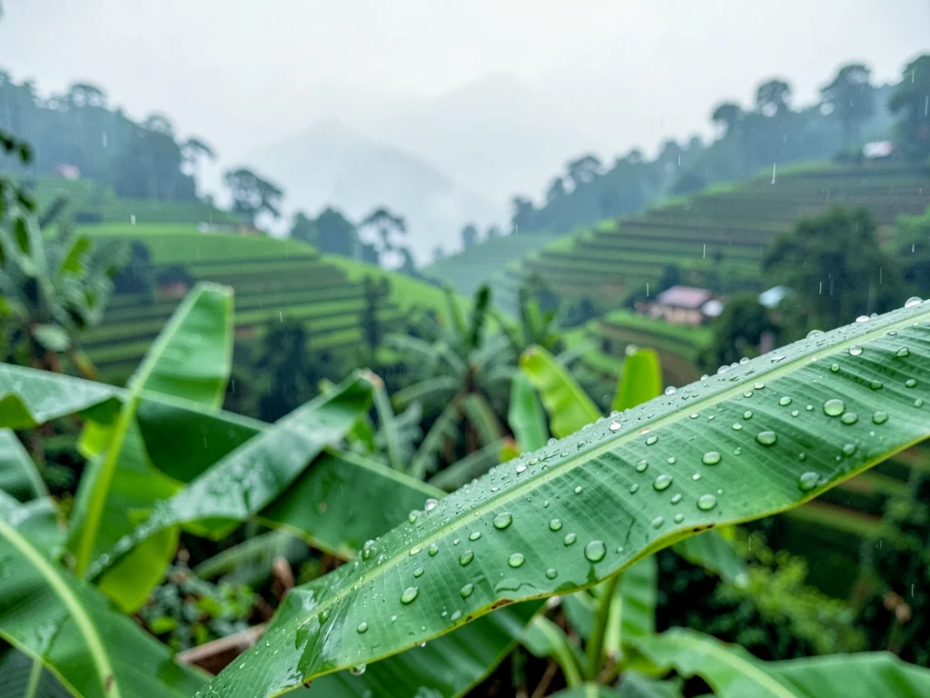 Emerald green hills through morning mist in Kigali, Rwanda, Rain droplets on ban