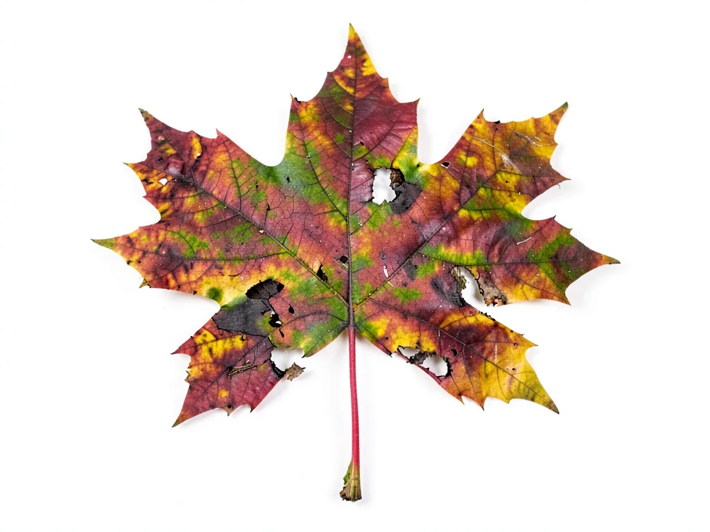 A maple leaf in mid-decomposition, showing the skeleton of veins where tissue ha