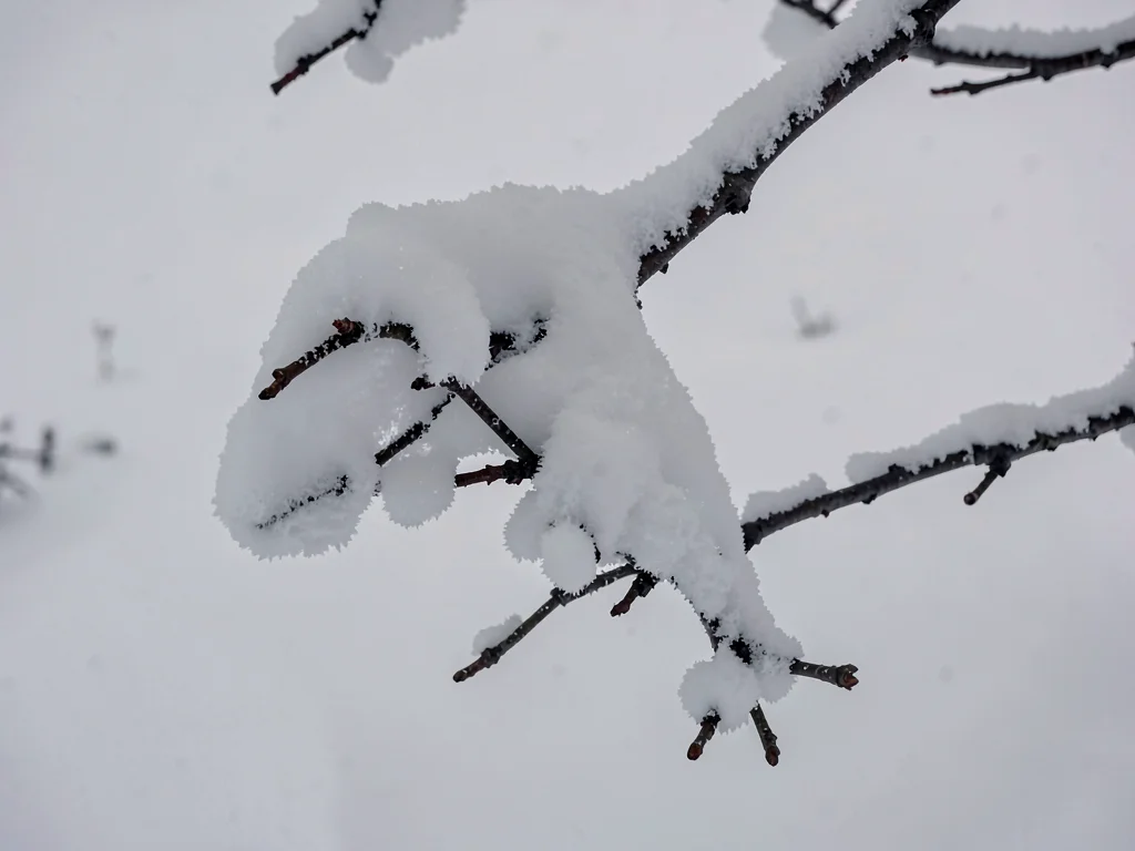Snow-laden branch as dark element