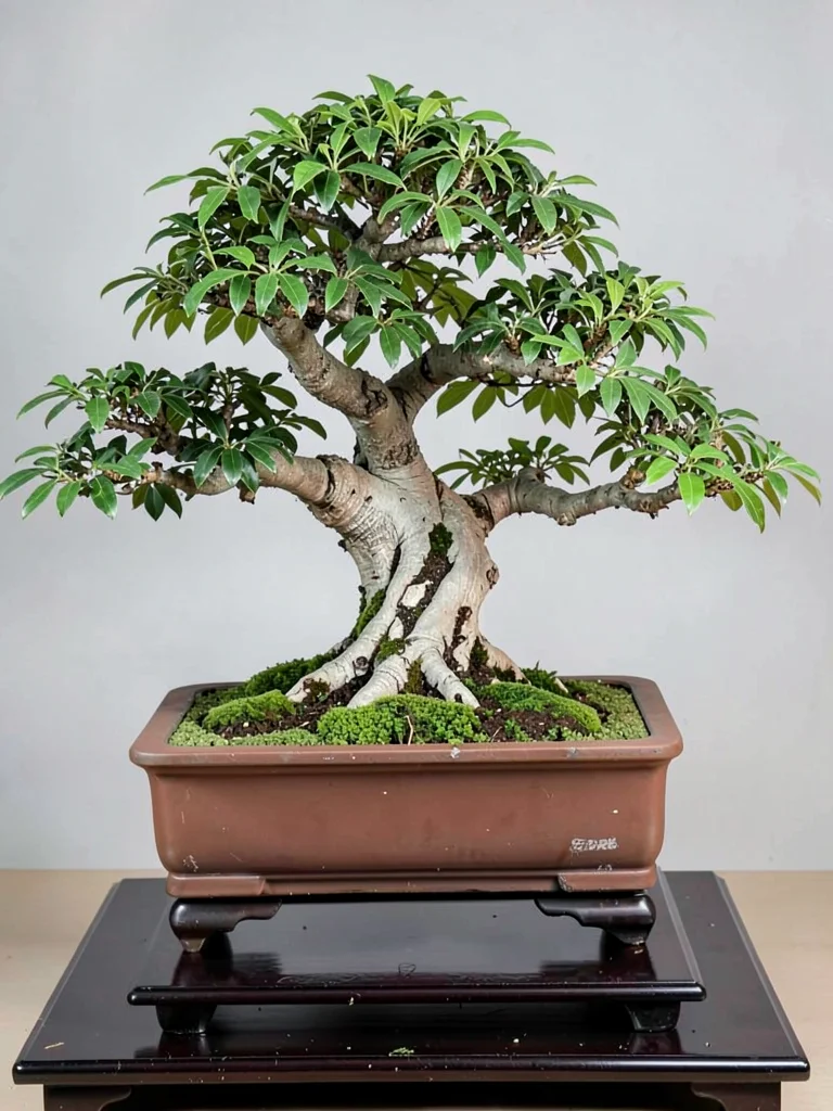 Bonsai on stand