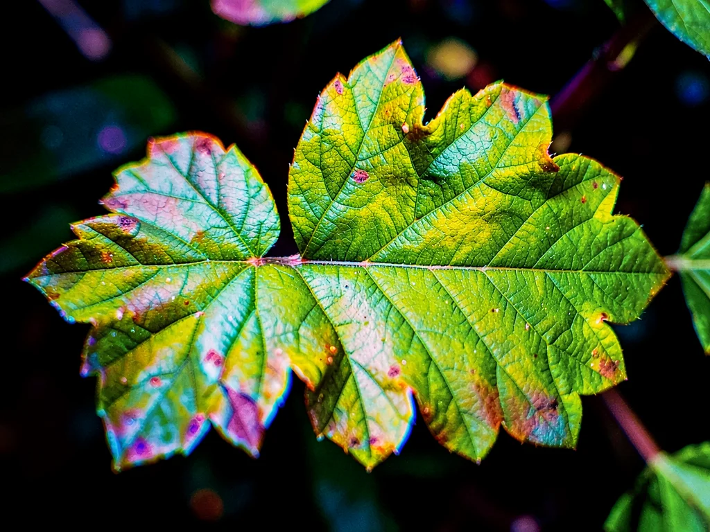 High contrast leaf with color fringing