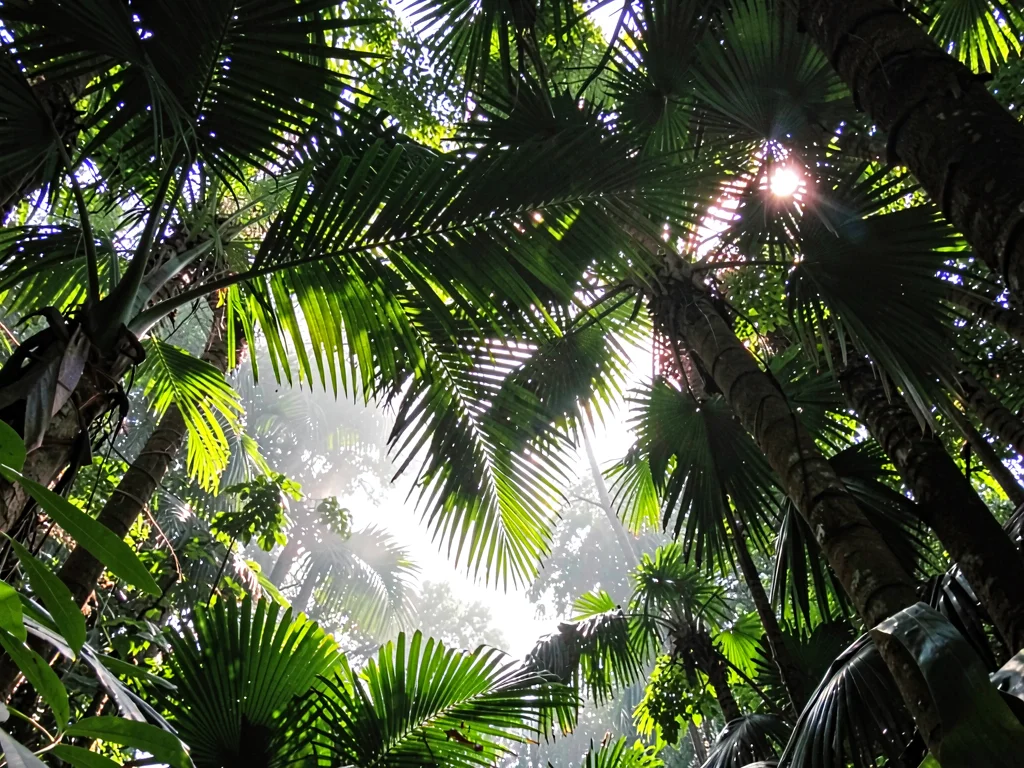 Palm fronds backlit by gap creating translucency
