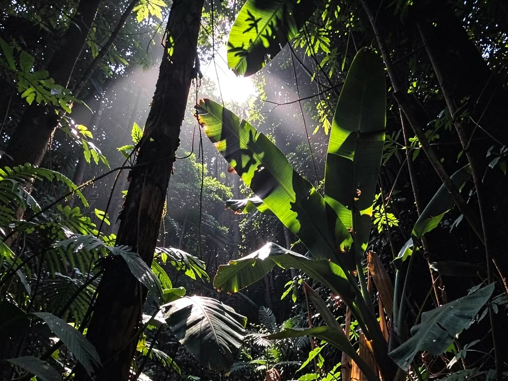 Heliconia leaves catching gap light against dark forest