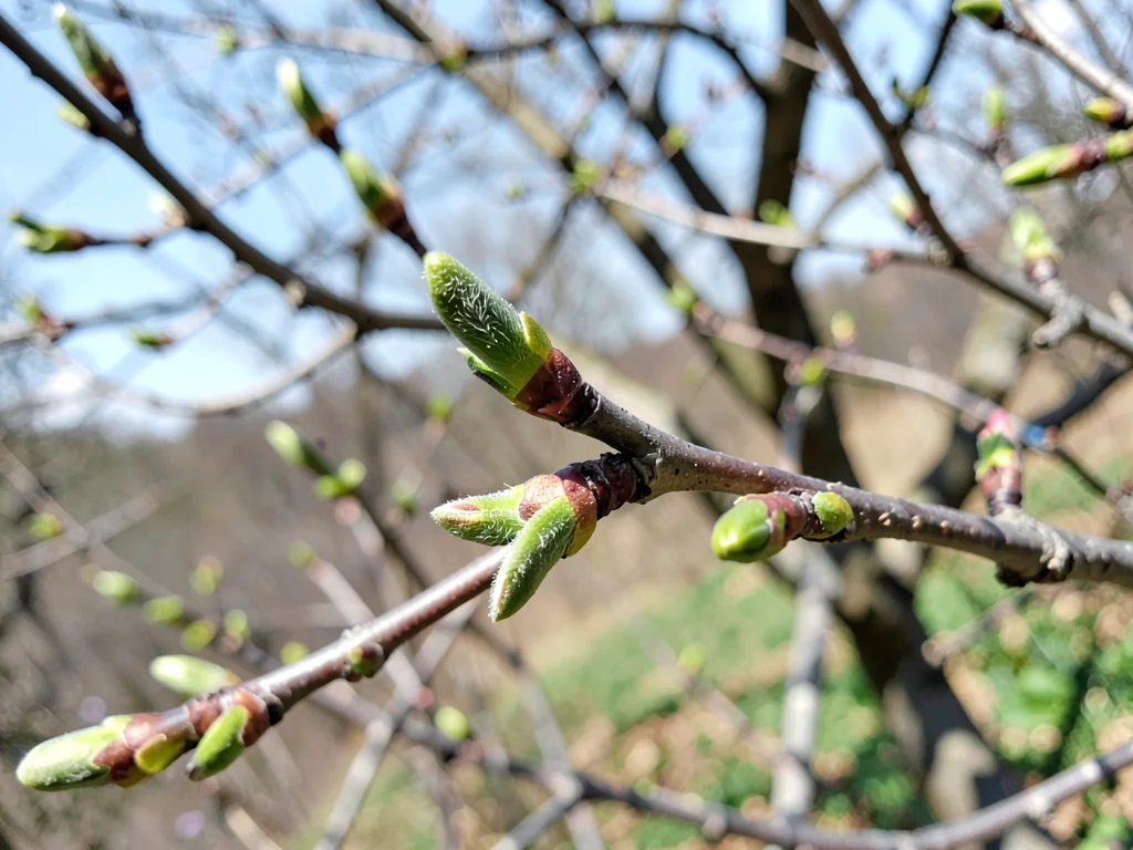 Branch with spring buds