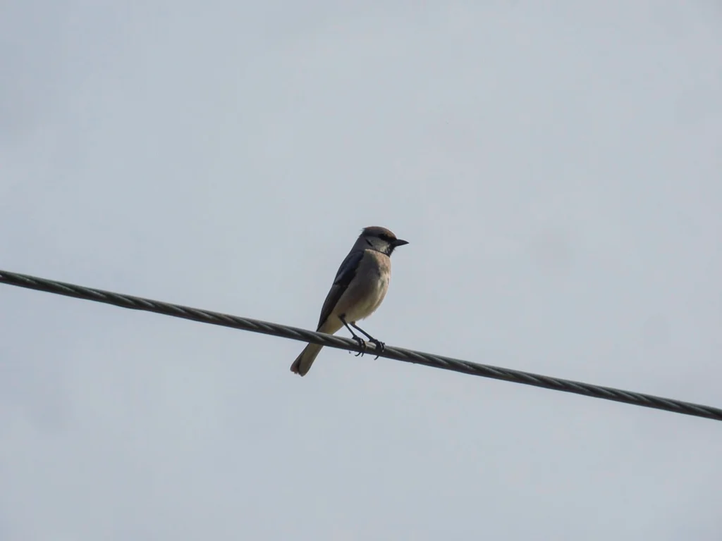 Lone bird on wire