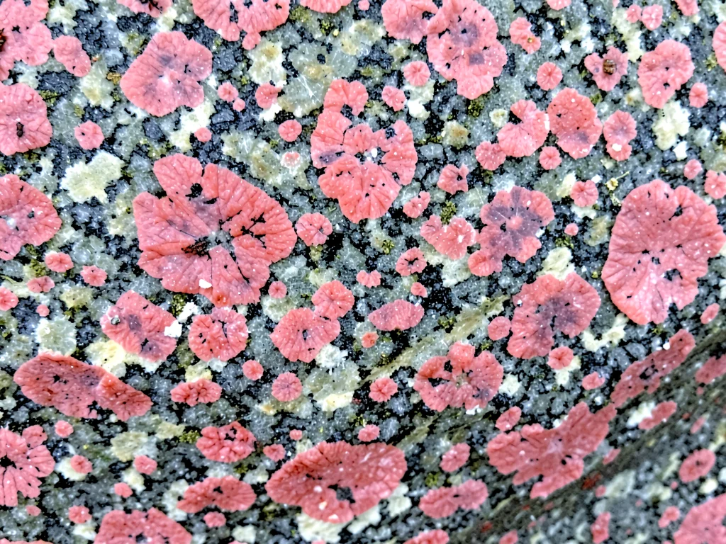 Feldspar crystals as pink in gray matrix