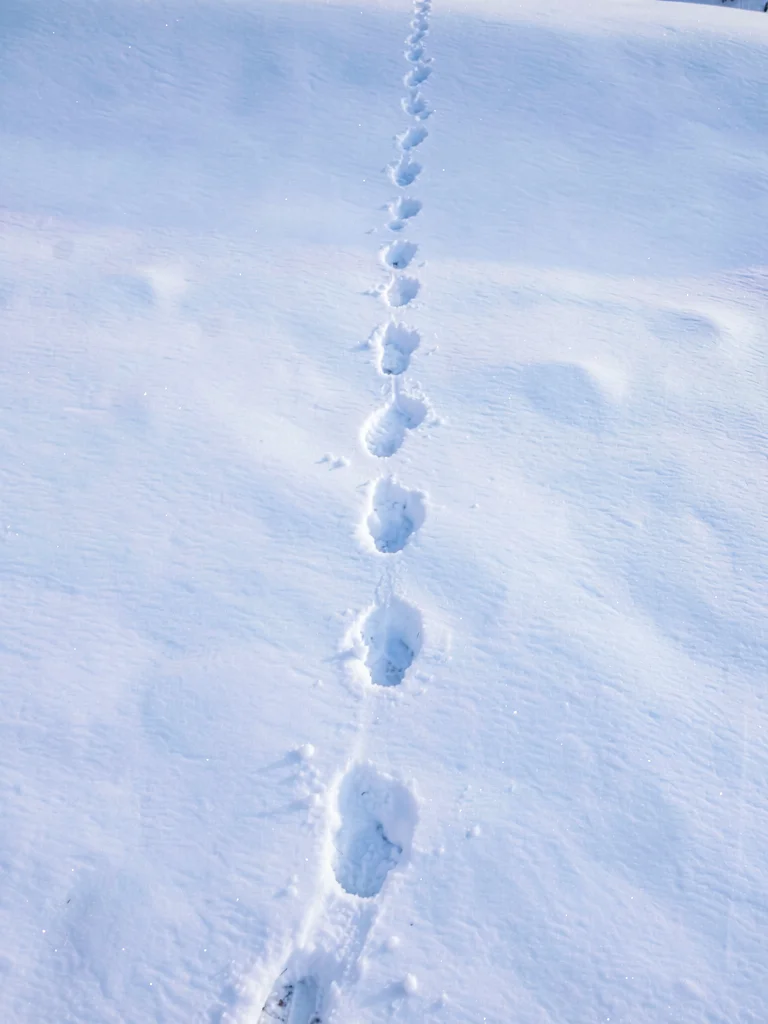 Fresh snow with a single line of footprints disappearing to top edge