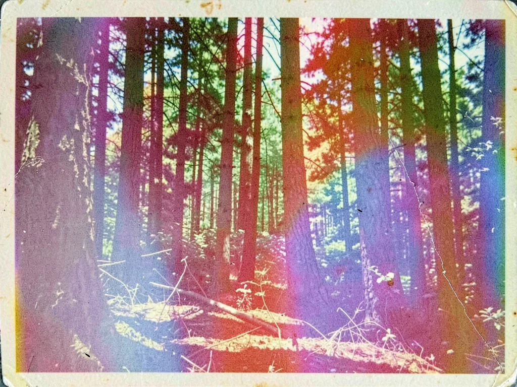 Forest with color crossover effect