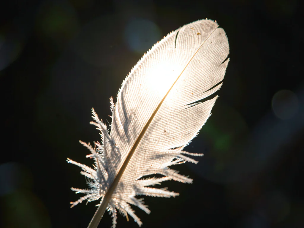 Feather backlit showing barbule detail