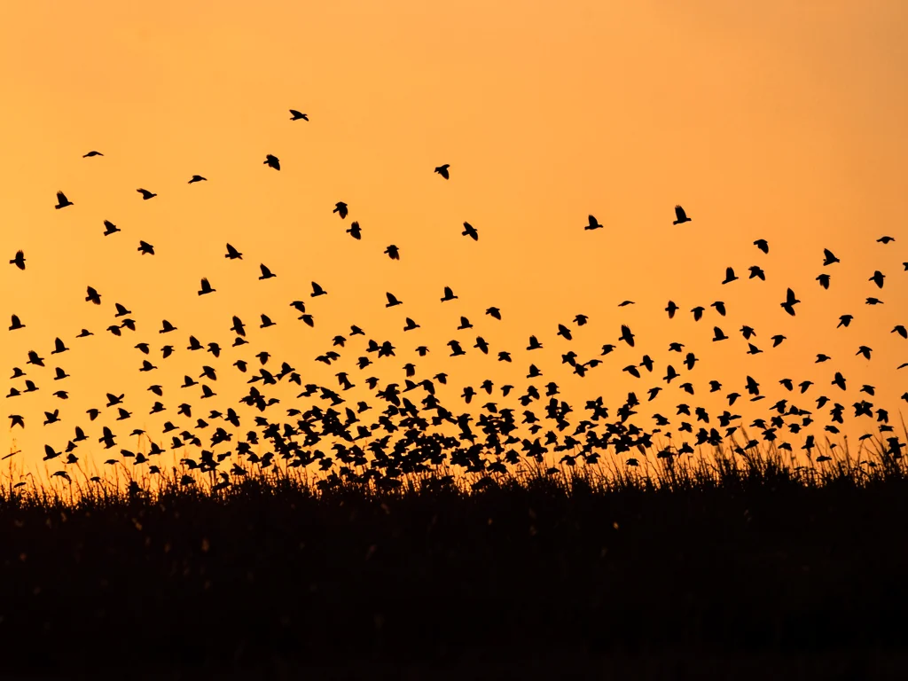 Birds erupting from field at golden hour, hundreds of silhouettes against orange