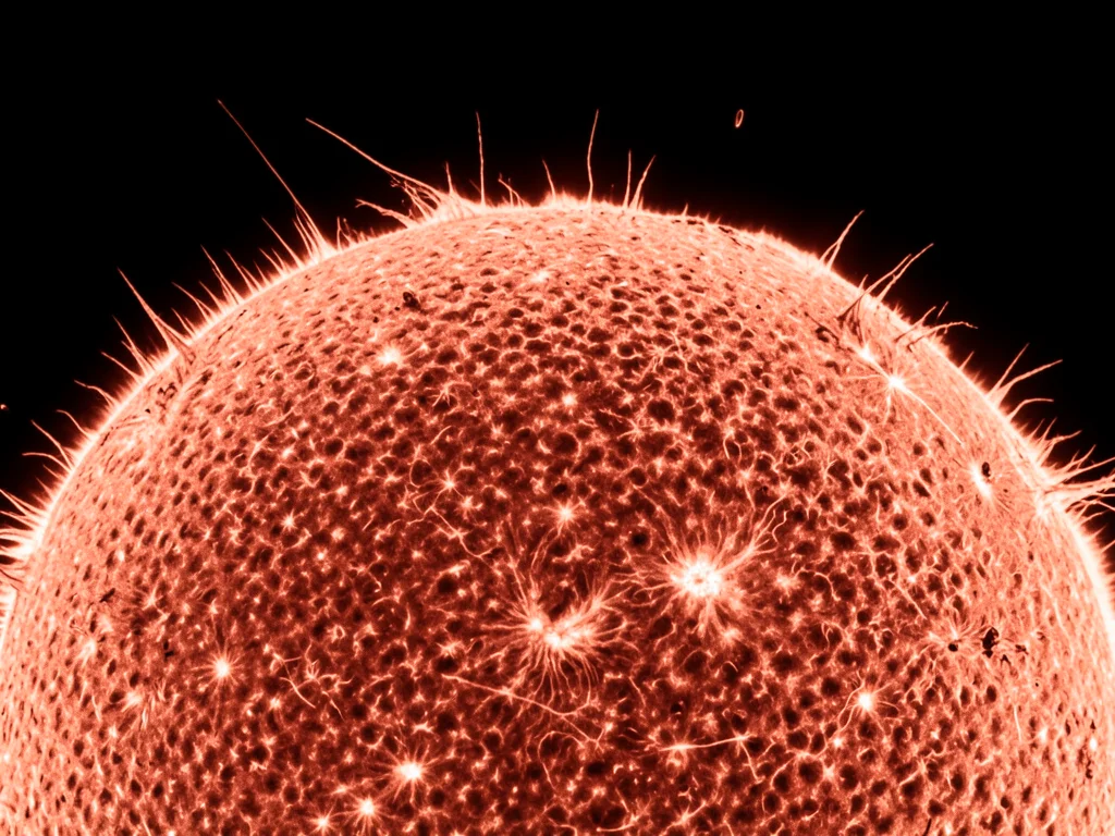 Solar granulation at highest resolution, convection cell pattern covering the su
