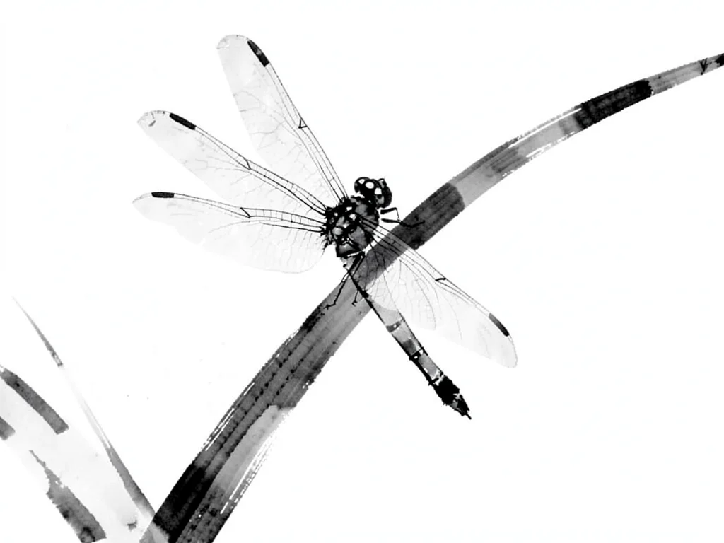 Dragonfly resting on a reed, wings barely indicated in pale grey wash