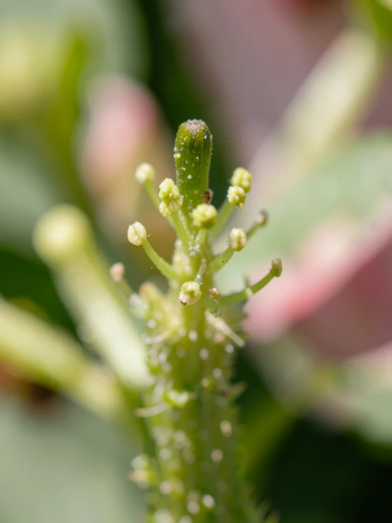 Flower stamen detail