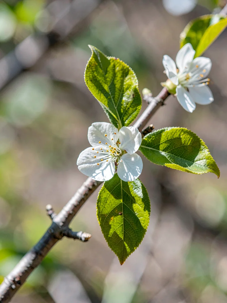 A single plum branch with three blossoms entering frame from top right
