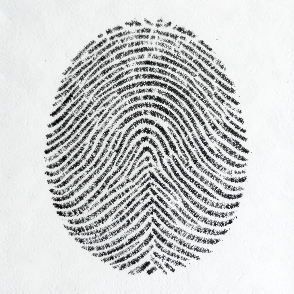 Human fingerprint ridges filled with graphite from pencil, the evidence we leave