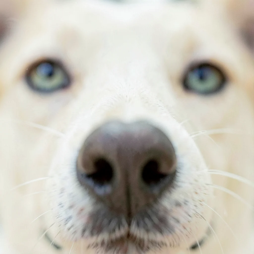 Pet nose close-up, eyes going soft