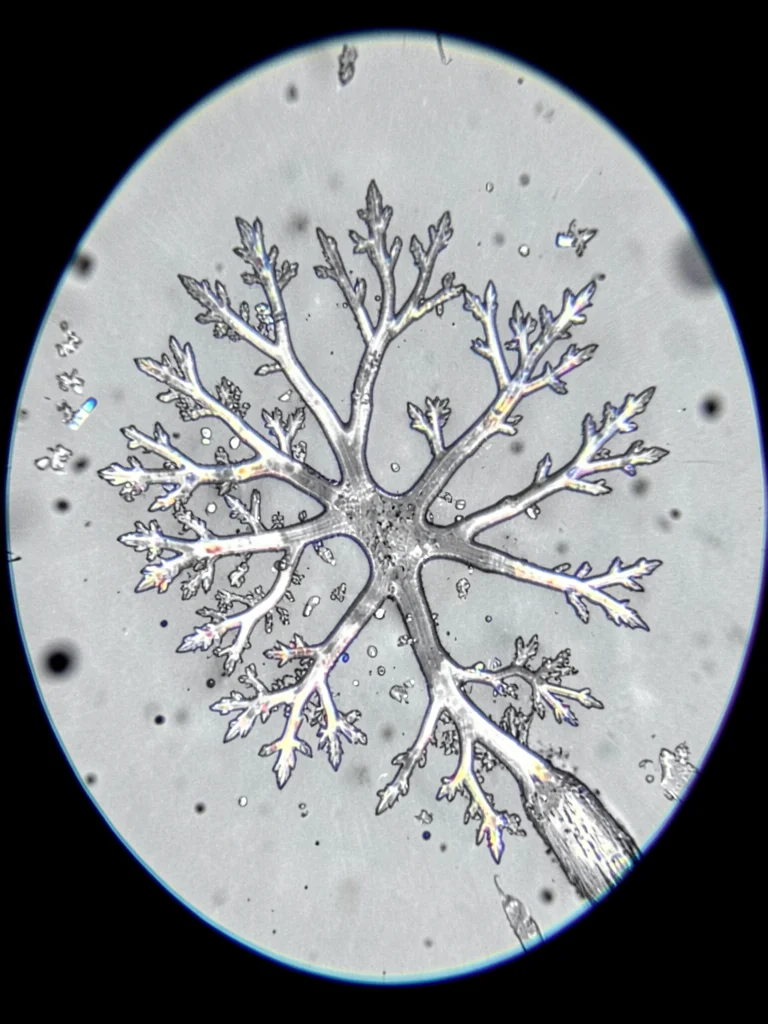 A zinc dendrite crystal grown from supersaturated solution — fractal branching t