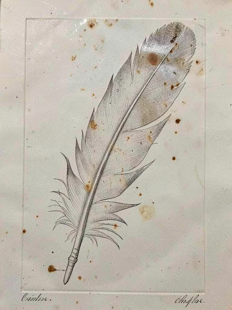 Detailed feather with barbs