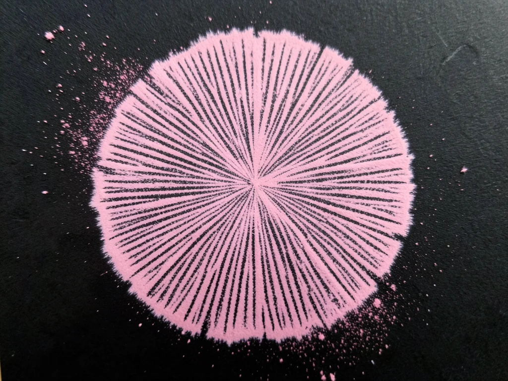 Pink spore print on black paper, delicate rose-colored deposit from pluteus, bar