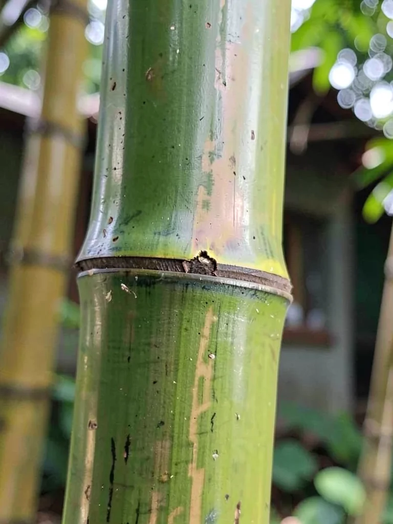 Bamboo joint detail