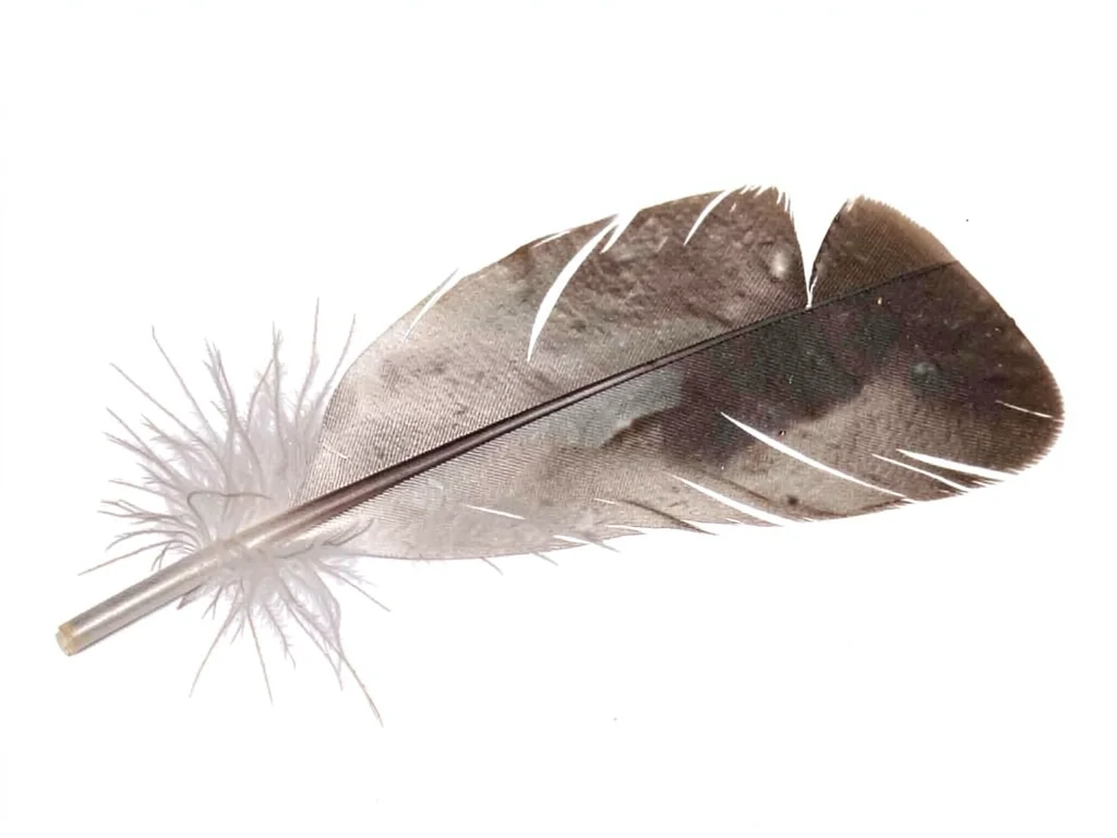 Feather barbule