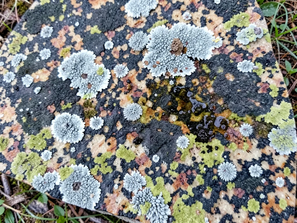 Lichen zone showing moisture gradient