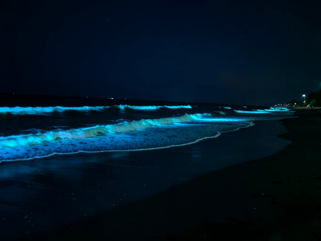 Shore overview at night — long stretch of beach with bioluminescent surf running