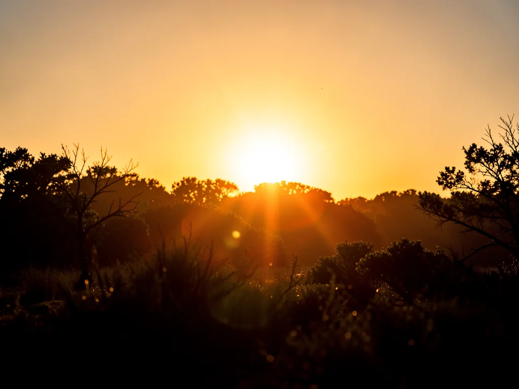 Golden hour extreme backlit