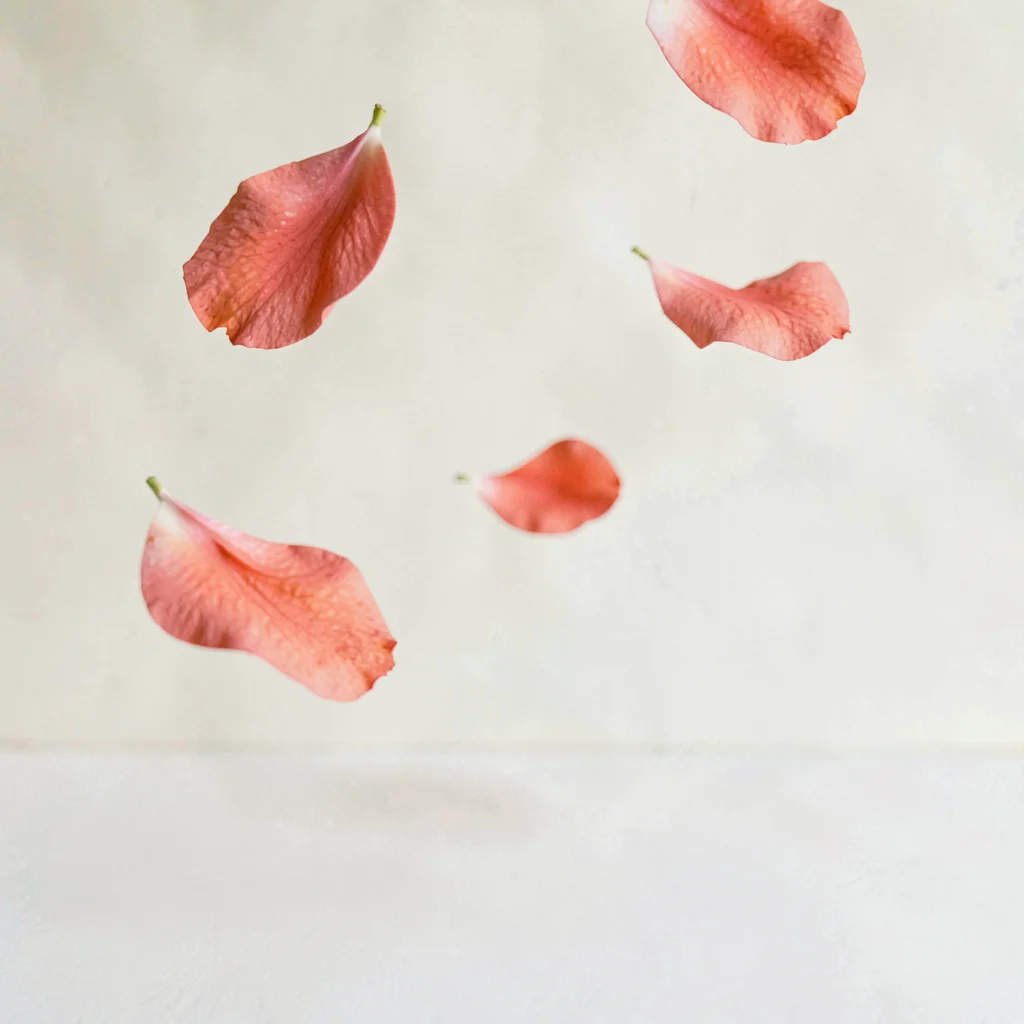 Three drifting petals tumble across the upper-half in coral against soft cream, 