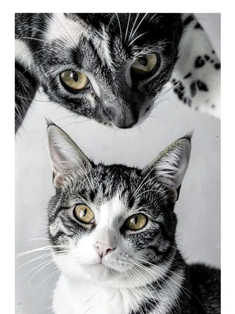 Cat at extreme top of frame with ears cropped by edge