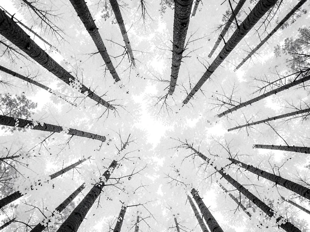 Forest canopy from below all white
