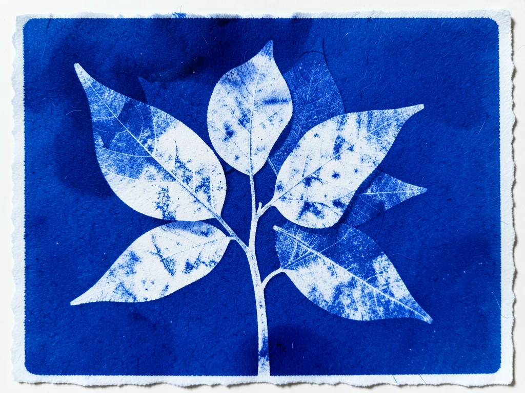 Cyanotype of overlapping leaves, transparent areas where leaves crossed creating