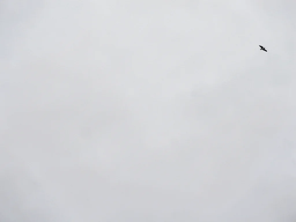 Lone bird dot in upper corner of frame filled with pale grey overcast