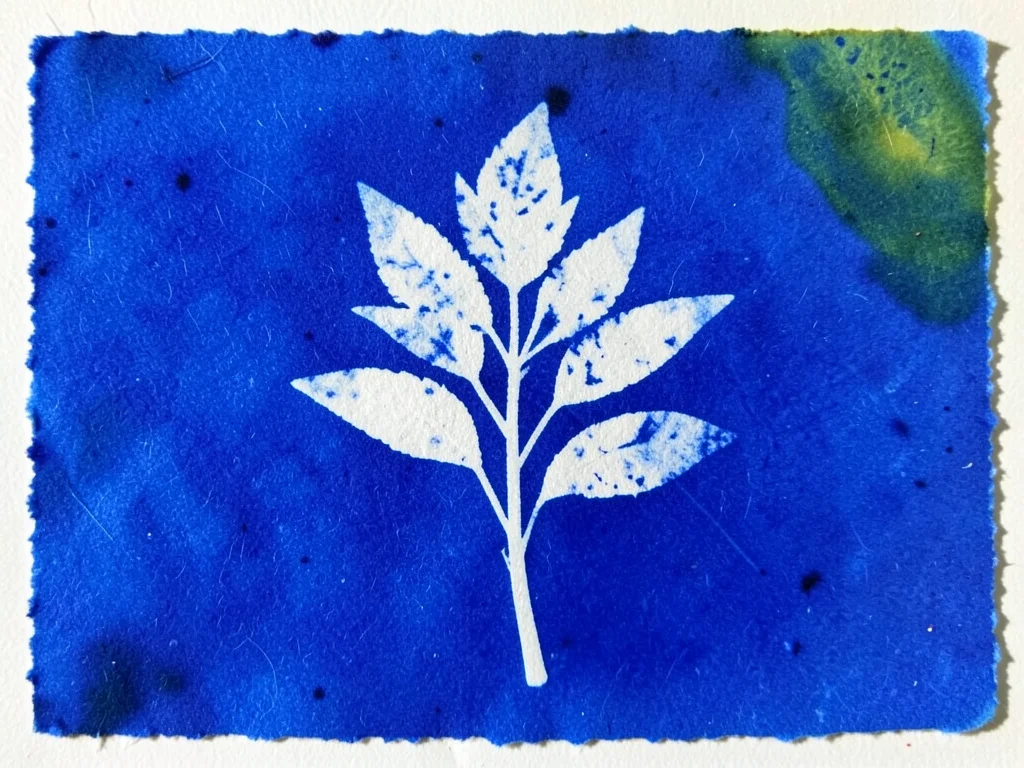 Wet cyanotype still developing, greenish-yellow unexposed chemical visible where