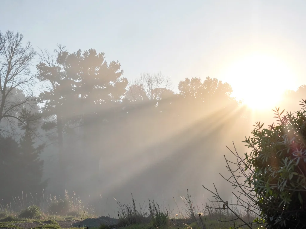 Morning mist with sun