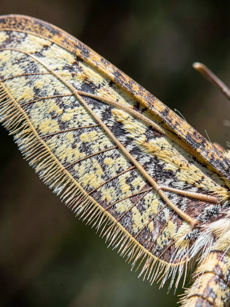 The wing of a luna moth at extreme magnification, each scale a feather-shaped ti