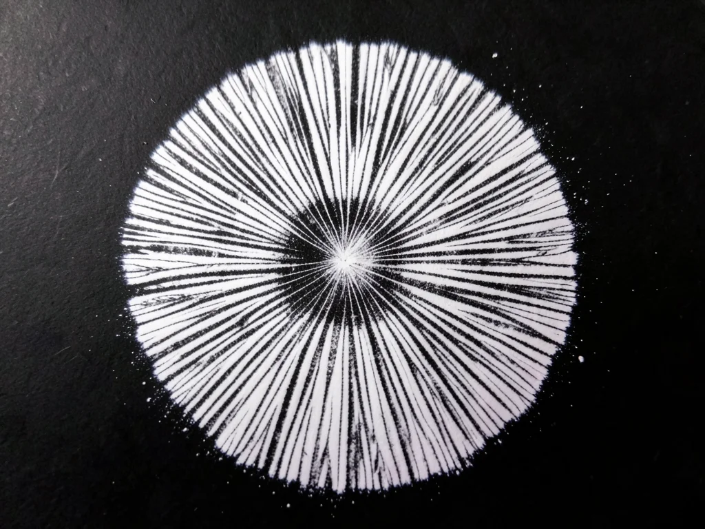 White spore print from parasol mushroom on black paper, radial lines of spore de