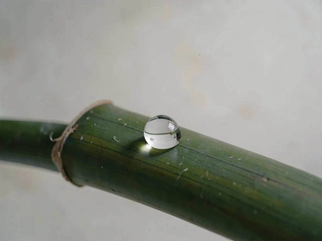 One large droplet of water resting on smooth bamboo, lens-shape holding the curv