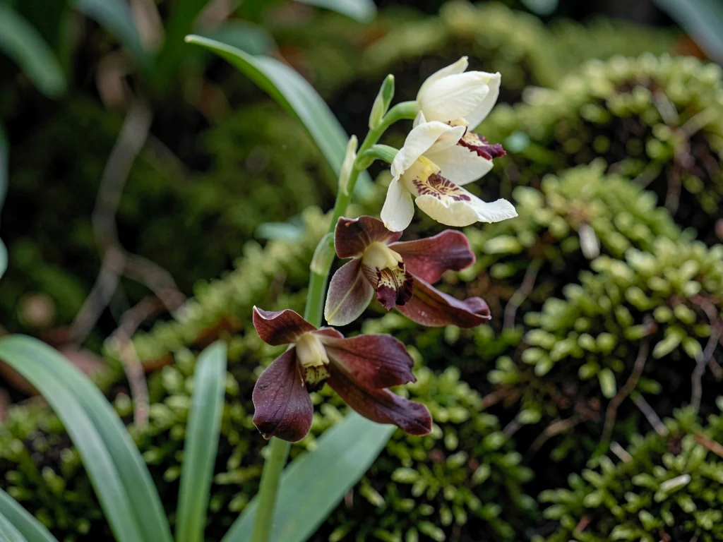 Botanical hero of an arching cymbidium spike with five open blooms in butter cre