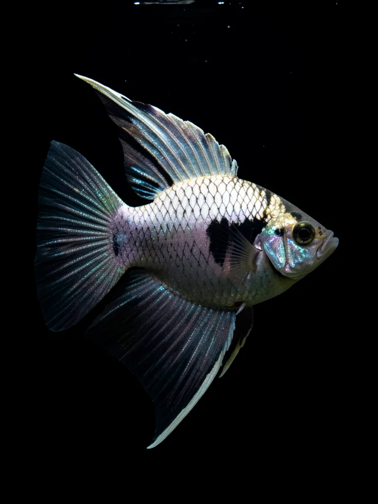 Angelfish Side Profile