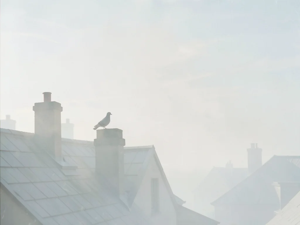Rooftop chimneys staggered into pale sky, a pigeon perched on the nearest, all f