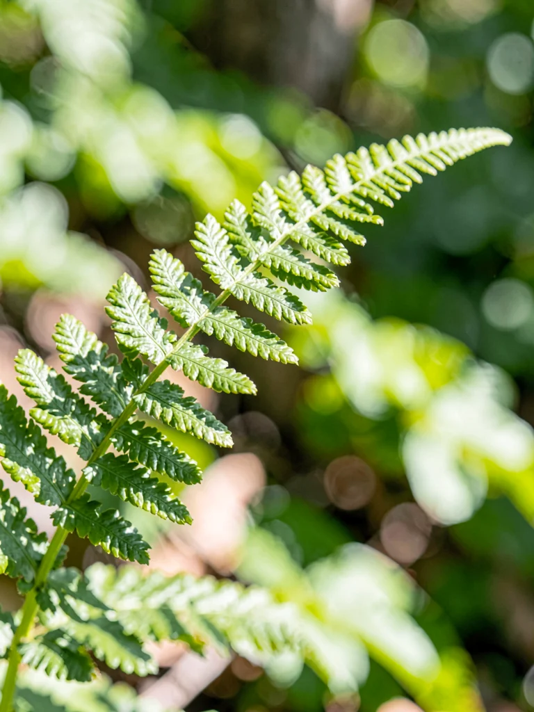 Fern frond unfurling