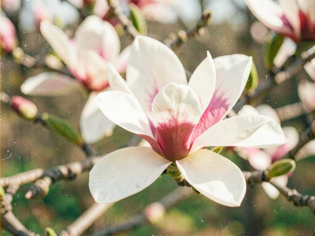 Magnolia bloom soft and luminous