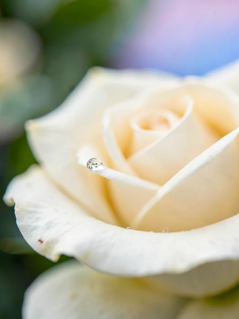 Single water droplet on rose petal edge, light refracting inside it, entire flow