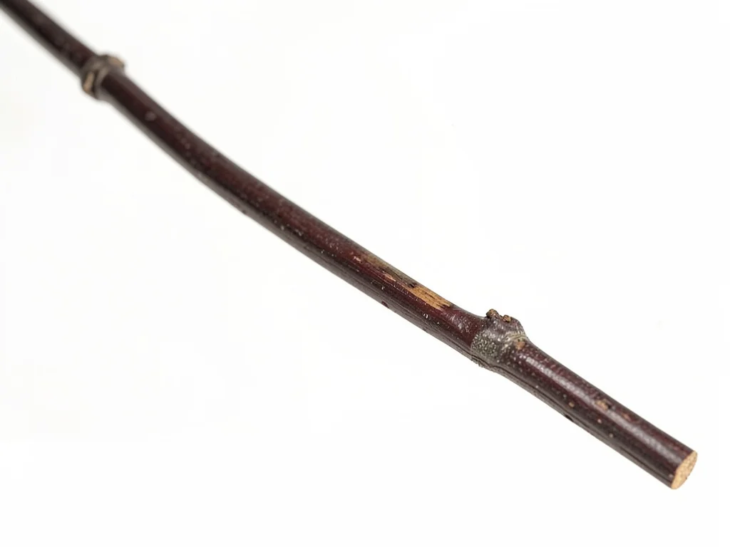 Single branch in frame edge