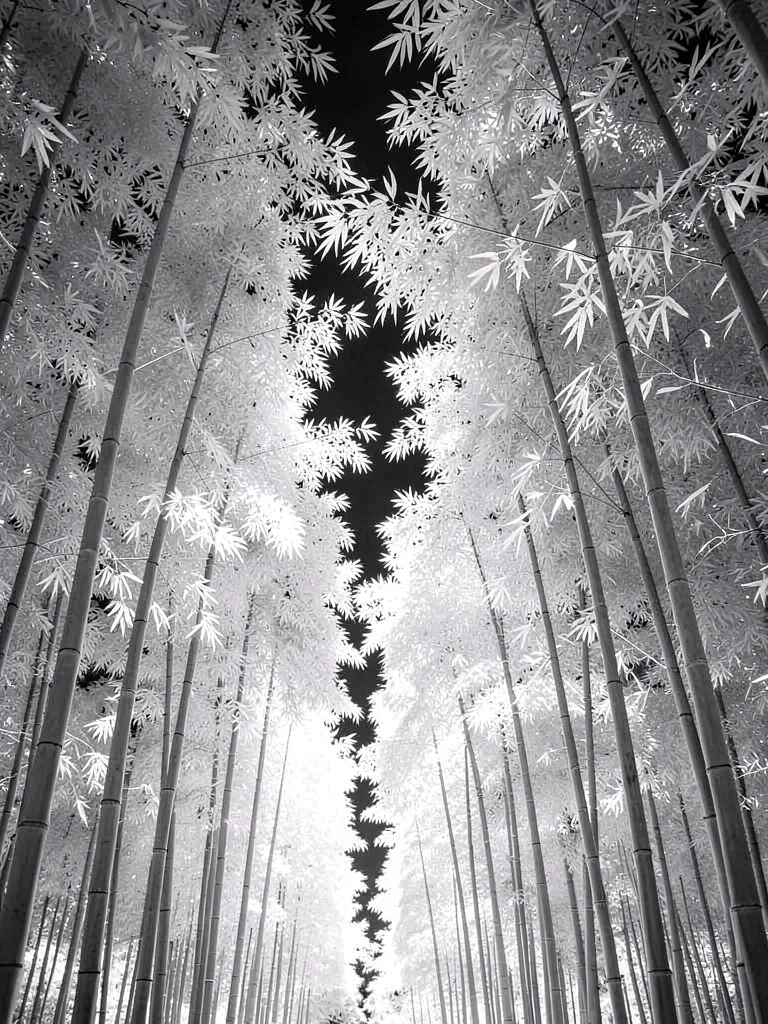 A bamboo grove — canes silver, leaves radiant white, filtered light between stal
