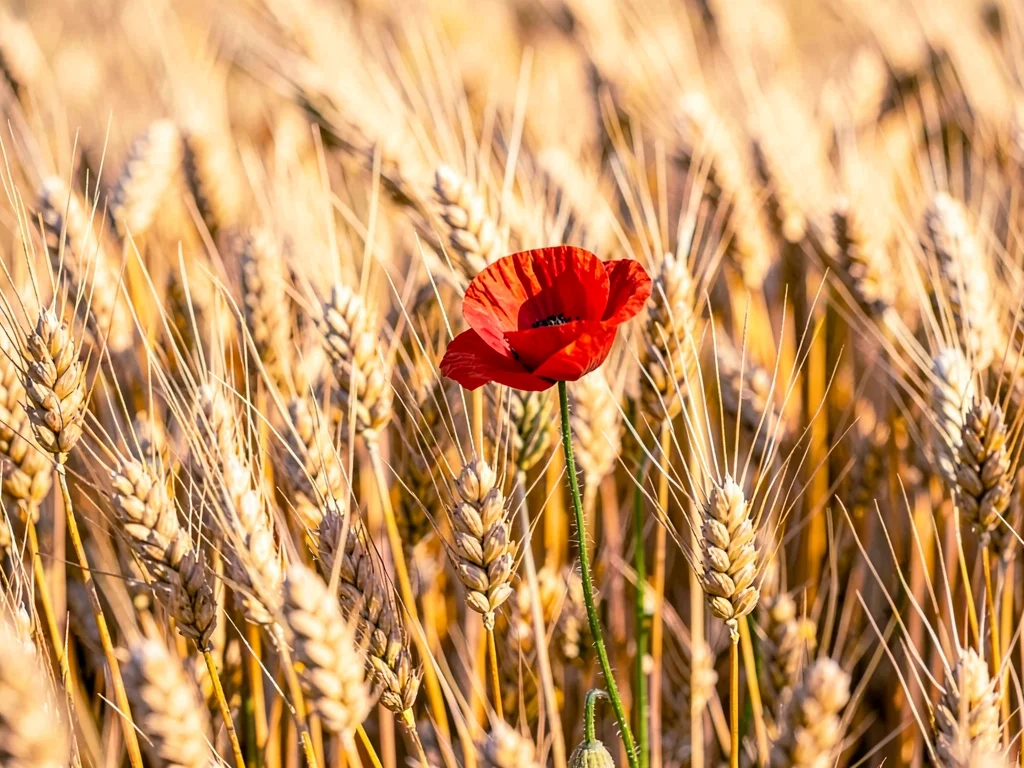 Single red poppy in sea of golden wheat