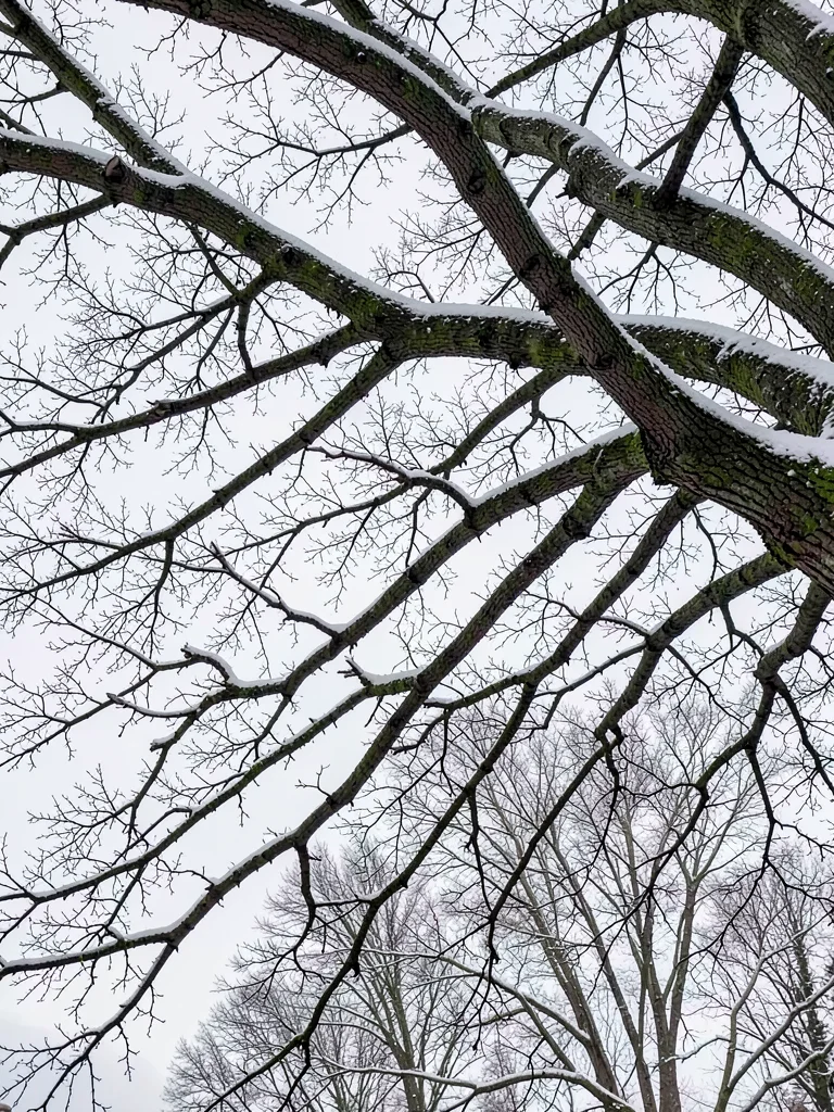Tree branches winter