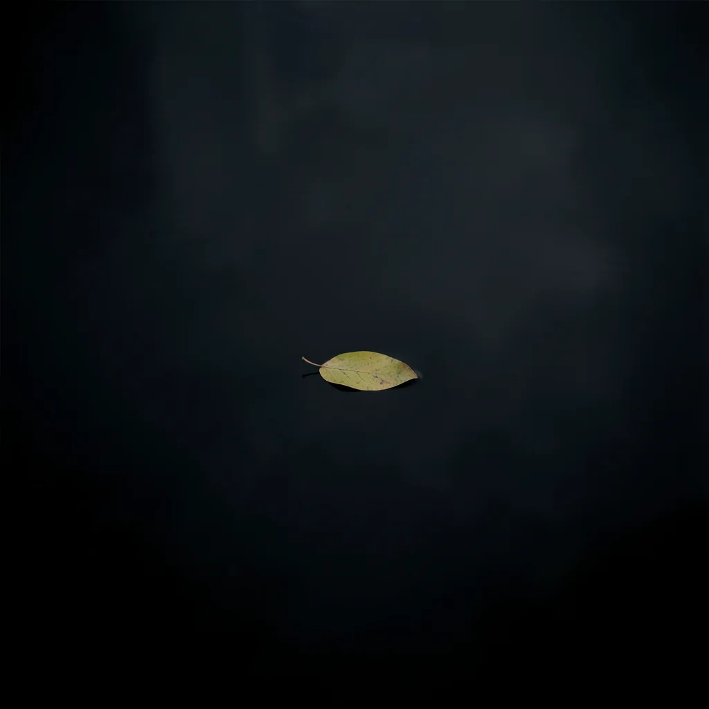Single leaf floating in perfectly still dark water, centered, vast negative spac