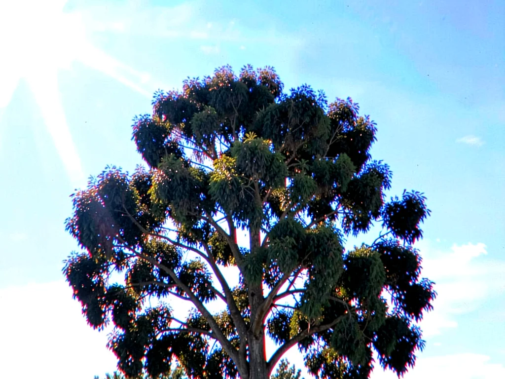 Tree against bright sky chromatic